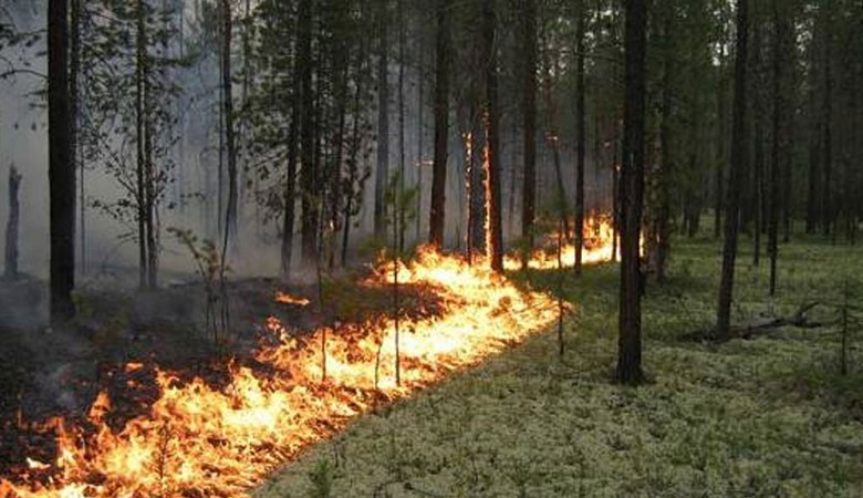 В Карачаево-Черкесии локализовали пожар в Карачаевском лесничестве