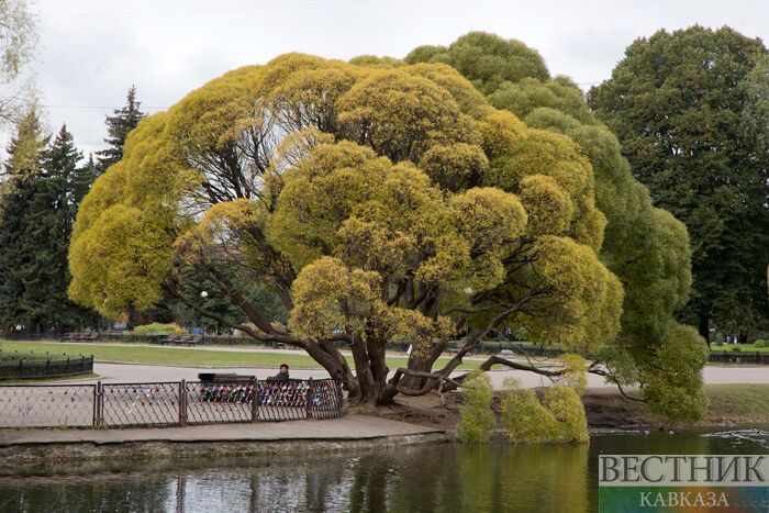 ����: vestikavkaza.ru