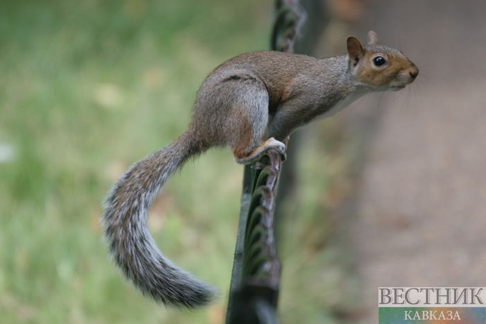 ����: vestikavkaza.ru