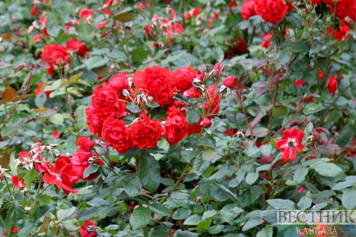 ����: vestikavkaza.ru