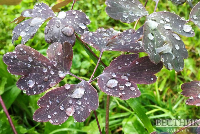 ����: vestikavkaza.ru