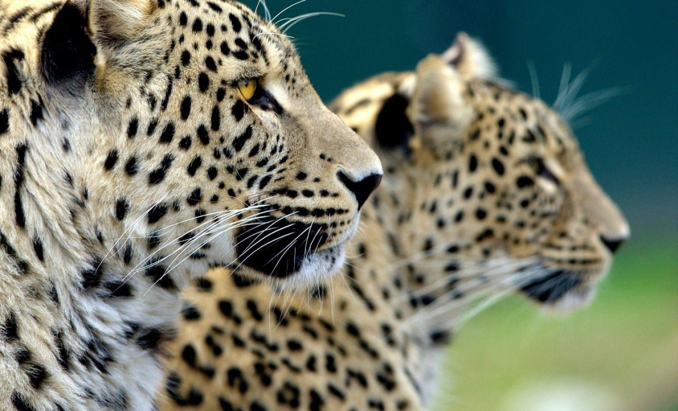 Экологи рассказали, что погубило самок переднеазиатского леопарда