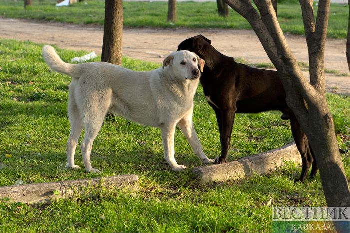 ����: vestikavkaza.ru