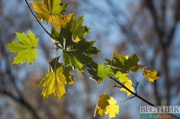 ����: vestikavkaza.ru