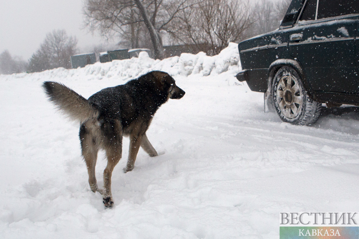 Фото: vestikavkaza.ru