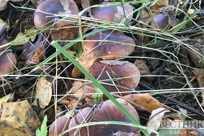Фото: vestikavkaza.ru