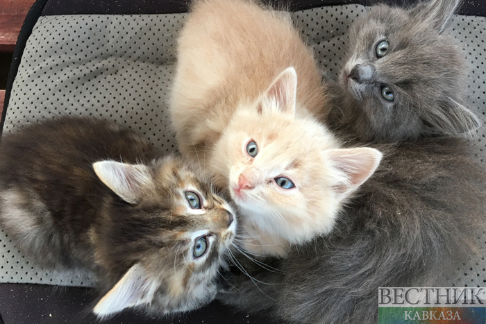 ����: vestikavkaza.ru