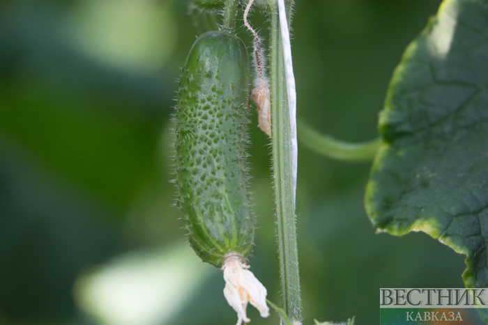����: vestikavkaza.ru
