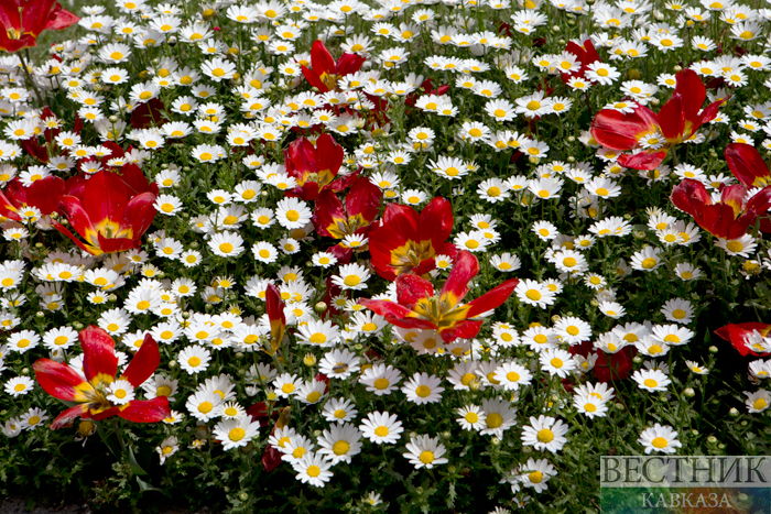 ����: vestikavkaza.ru