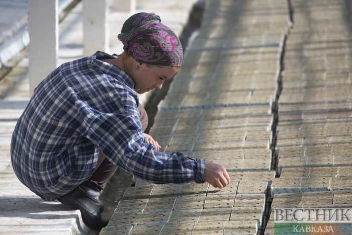 ����: vestikavkaza.ru