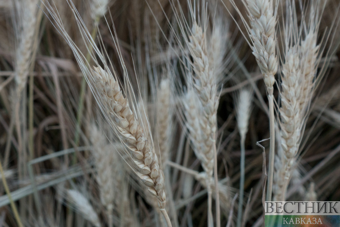 ����: vestikavkaza.ru