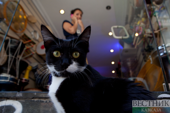 ����: vestikavkaza.ru