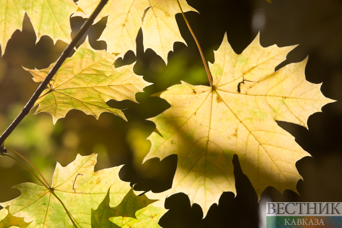 ����: vestikavkaza.ru