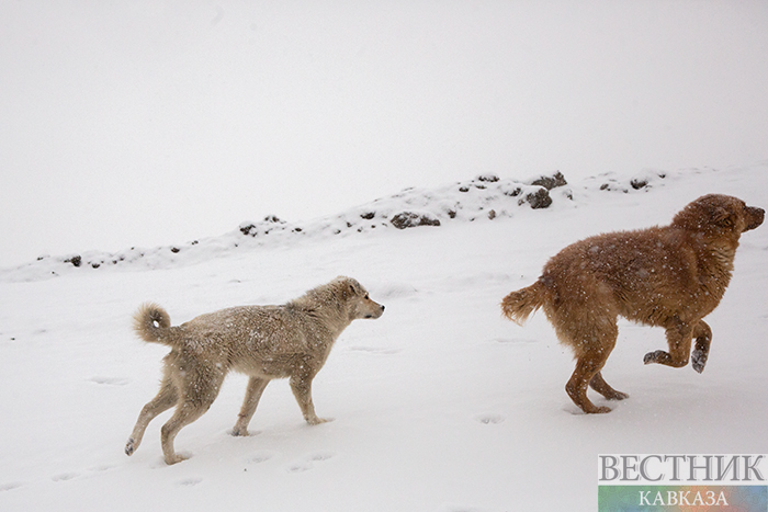 ����: vestikavkaza.ru