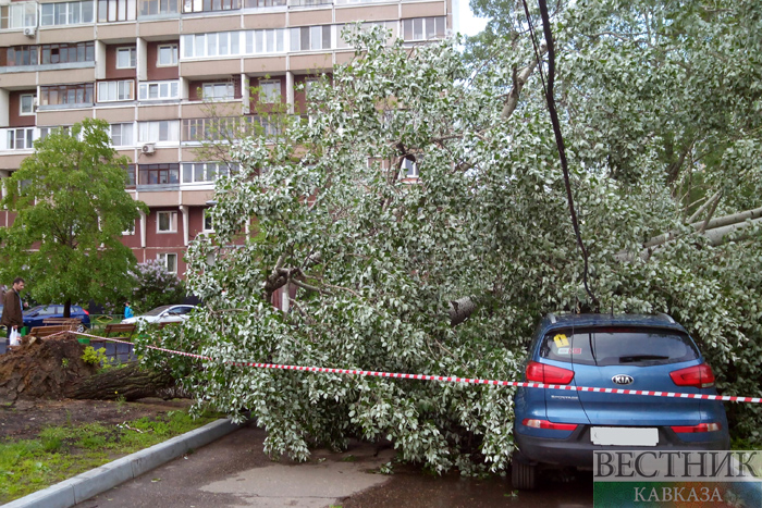 Непогода в Москве повалила свыше 70 деревьев, есть пострадавшие