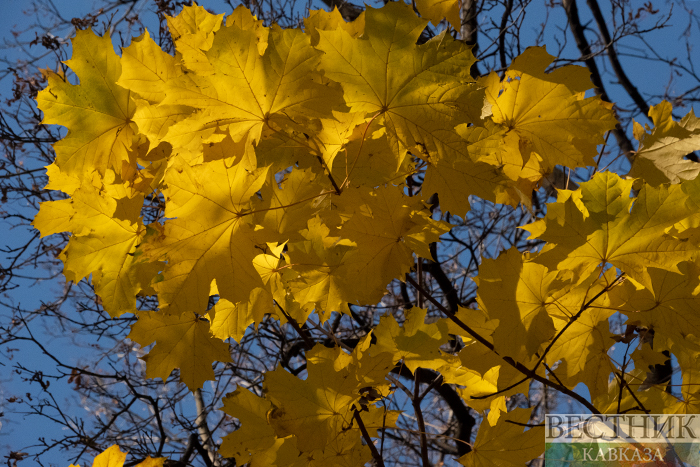 ����: vestikavkaza.ru