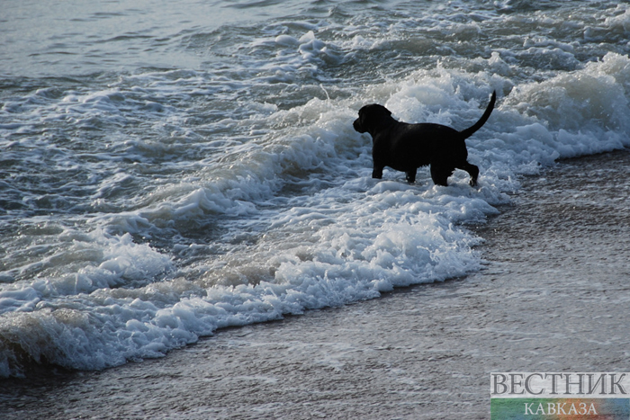 ����: vestikavkaza.ru