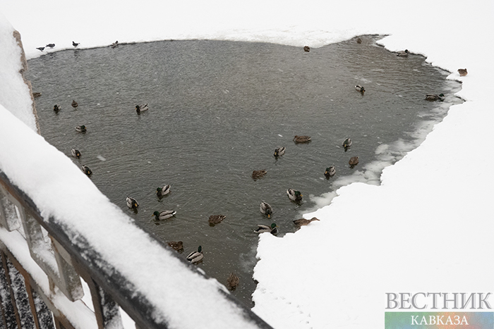 ����: vestikavkaza.ru