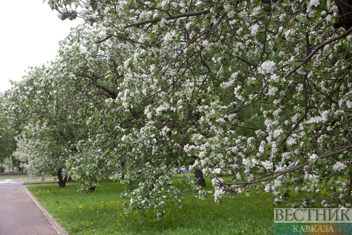 ����: vestikavkaza.ru