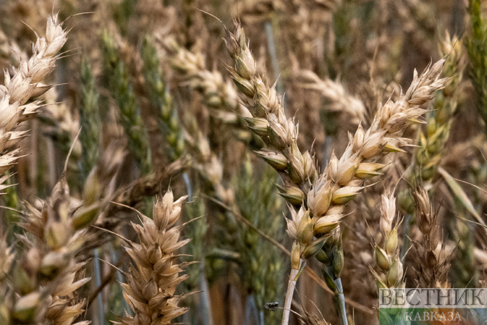 ����: vestikavkaza.ru