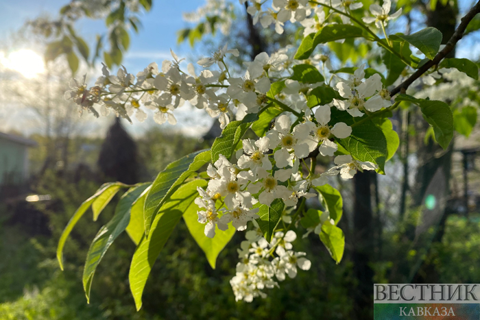 ����: vestikavkaza.ru