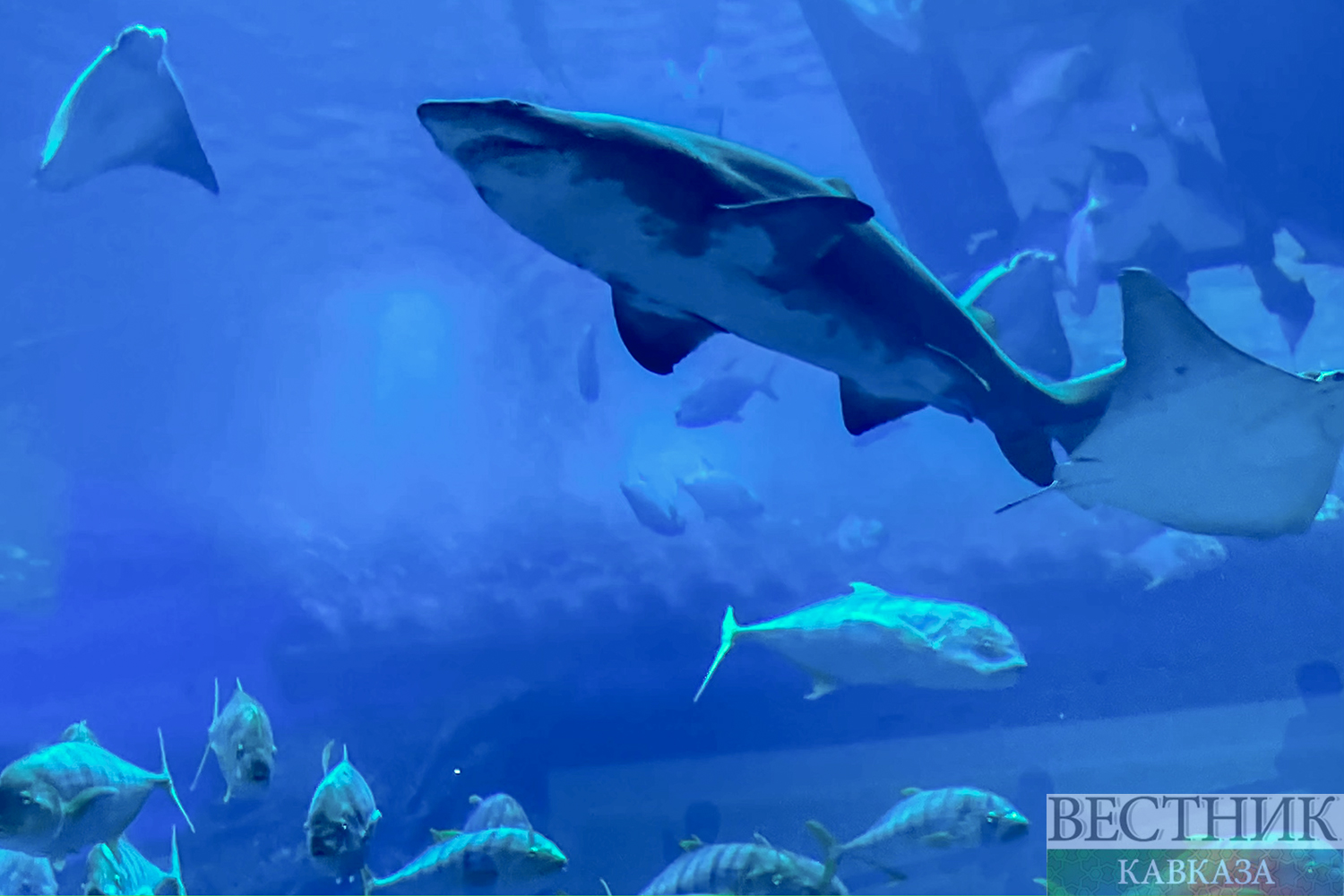 ����: vestikavkaza.ru