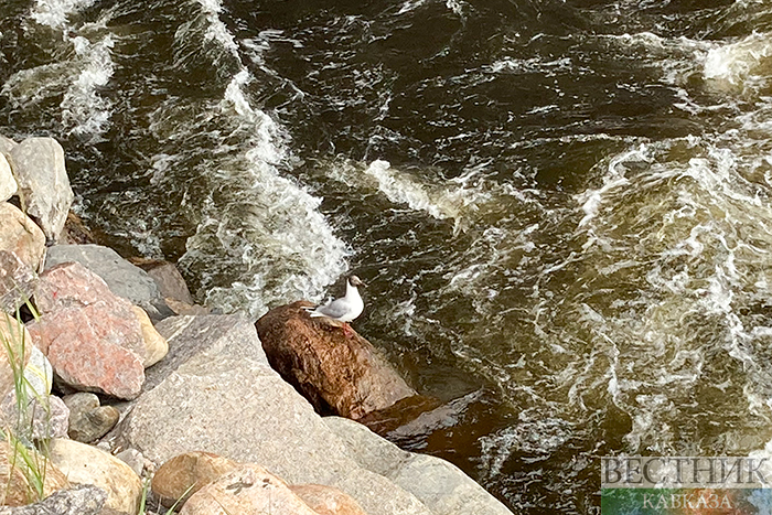 ����: vestikavkaza.ru