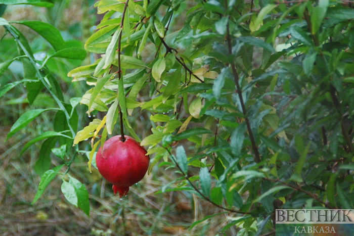 ����: vestikavkaza.ru