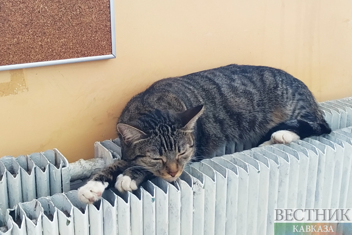 ����: vestikavkaza.ru