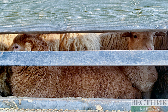 ����: vestikavkaza.ru