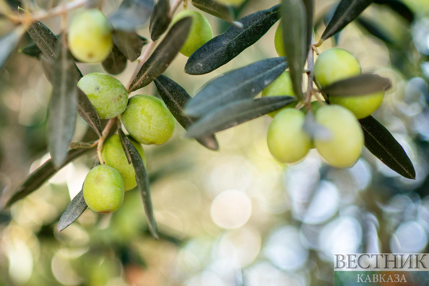 ����: vestikavkaza.ru