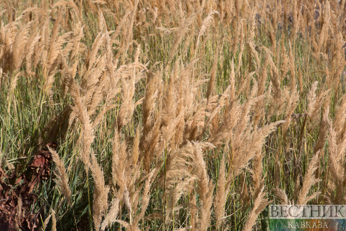 ����: vestikavkaza.ru