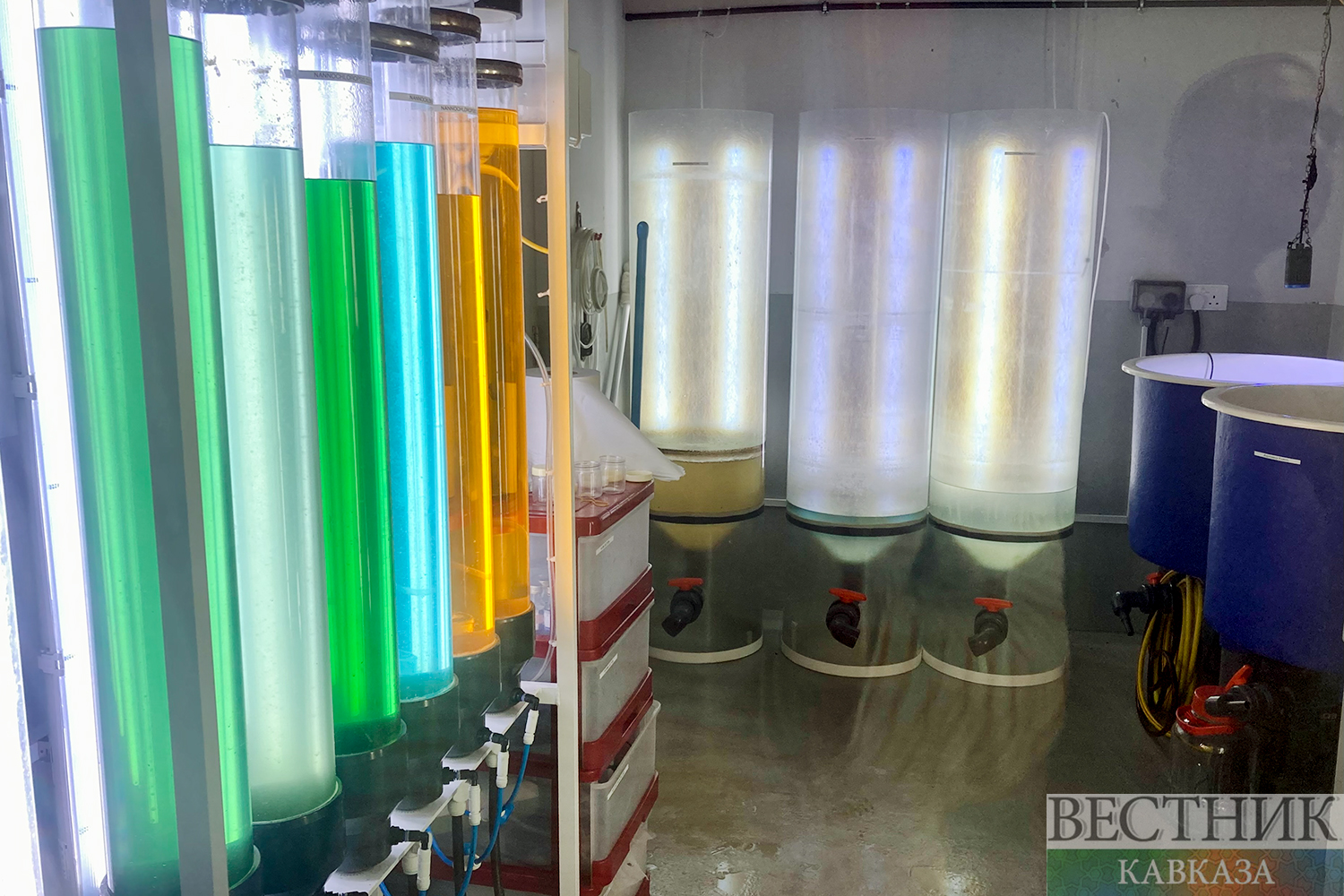 ����: vestikavkaza.ru