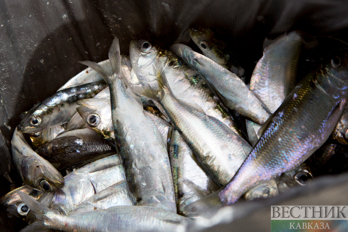 ����: vestikavkaza.ru