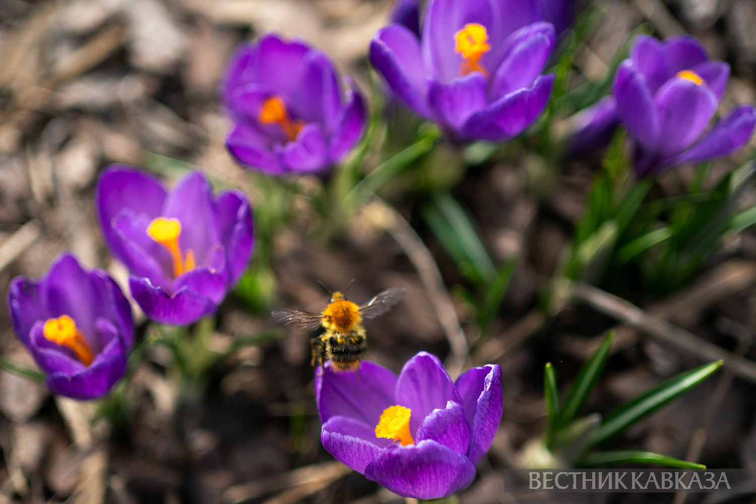 ����: vestikavkaza.ru