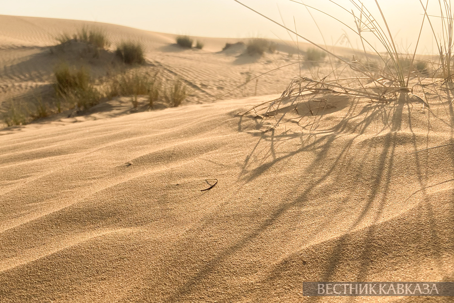 ����: vestikavkaza.ru