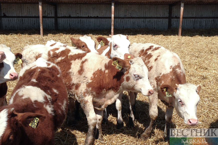 ����: vestikavkaza.ru