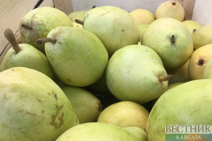 Фото: vestikavkaza.ru