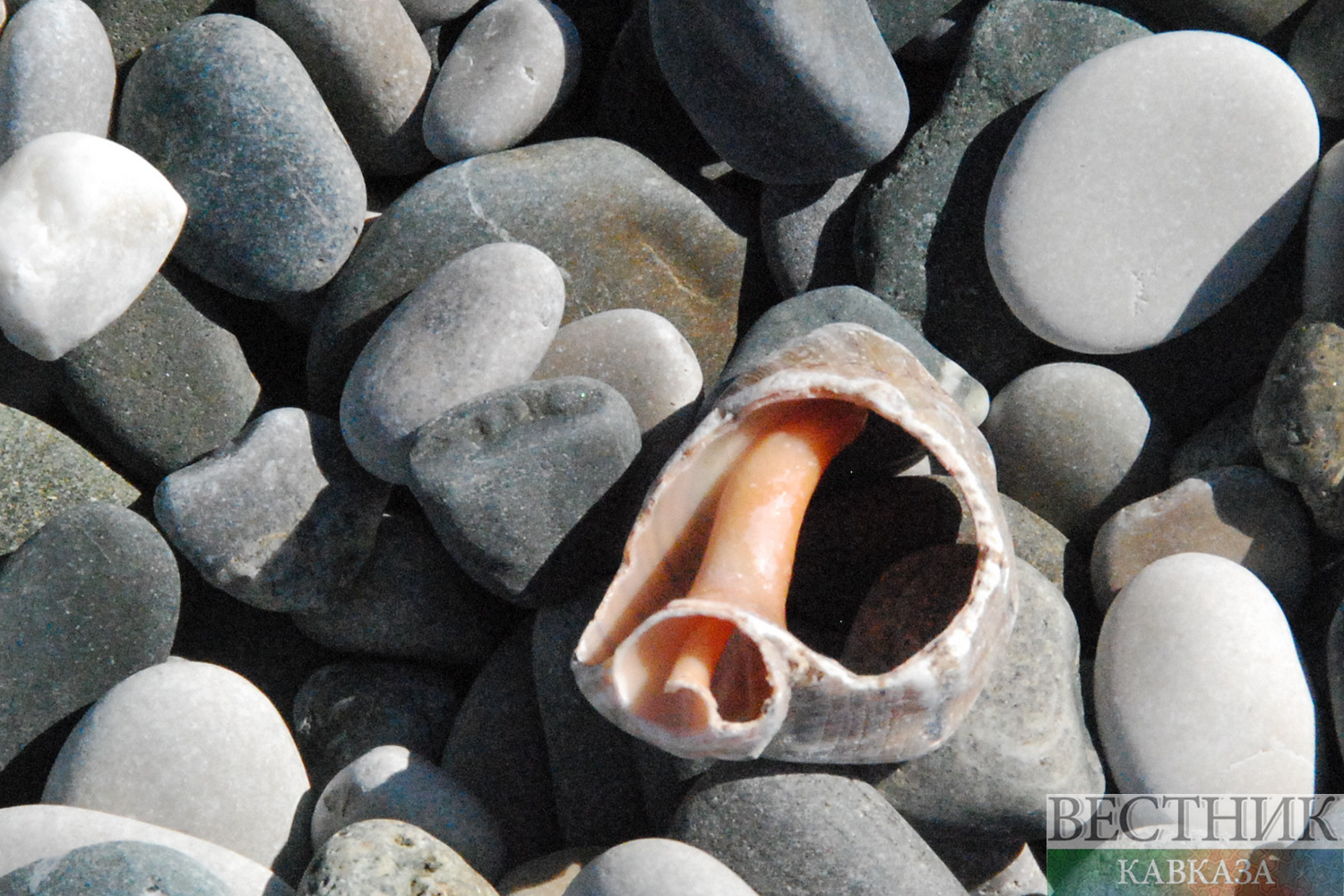 ����: vestikavkaza.ru