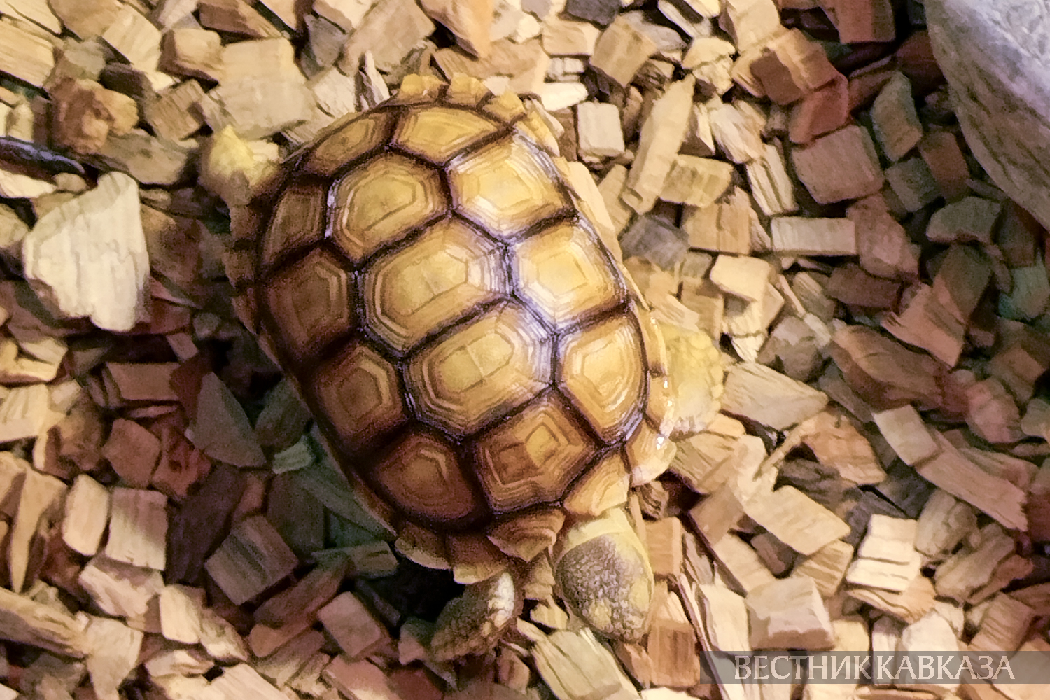 ����: vestikavkaza.ru