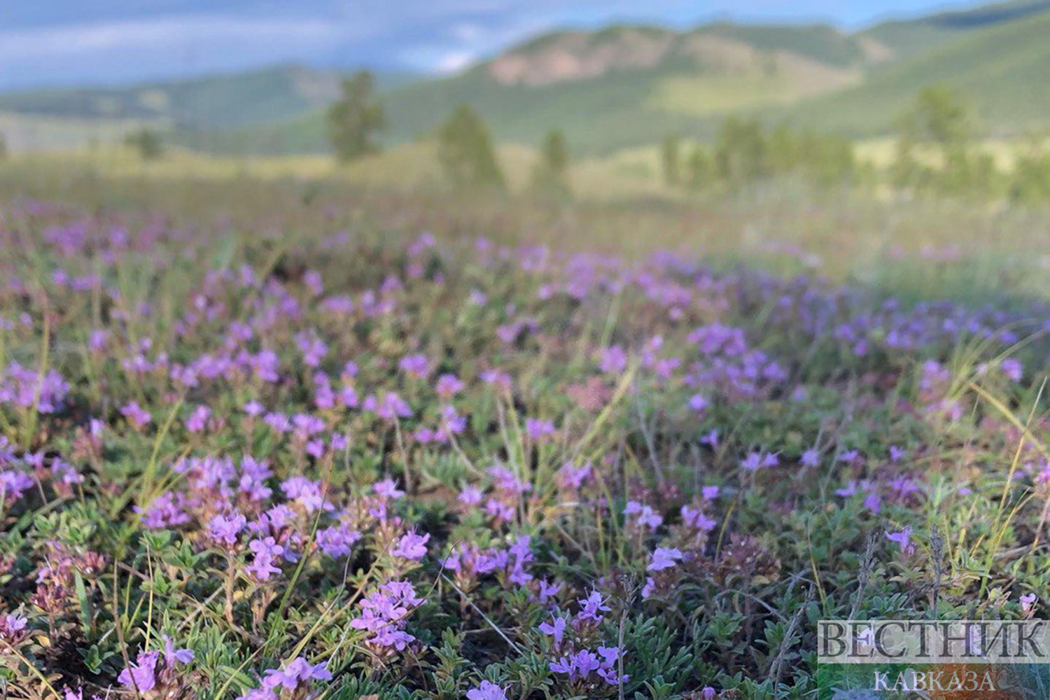 Фото: vestikavkaza.ru