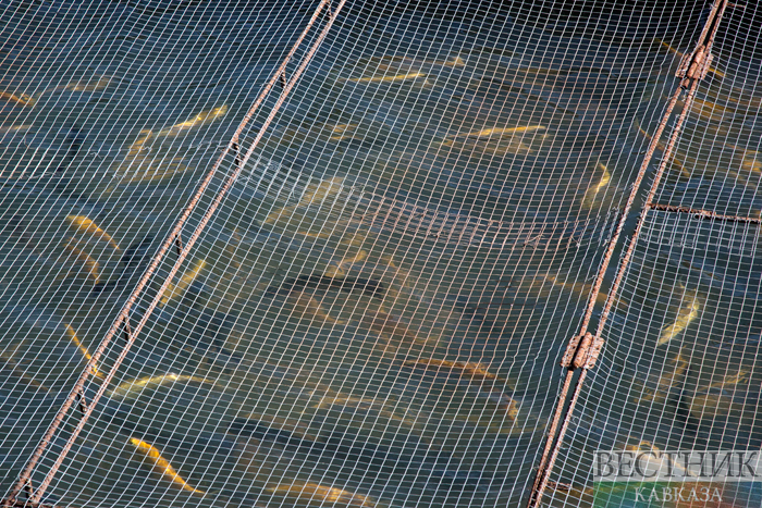 ����: vestikavkaza.ru