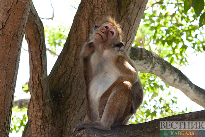 ����: vestikavkaza.ru