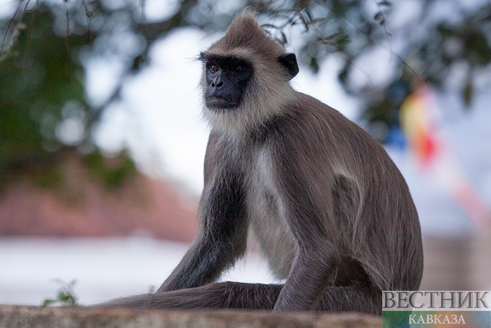 ����: vestikavkaza.ru