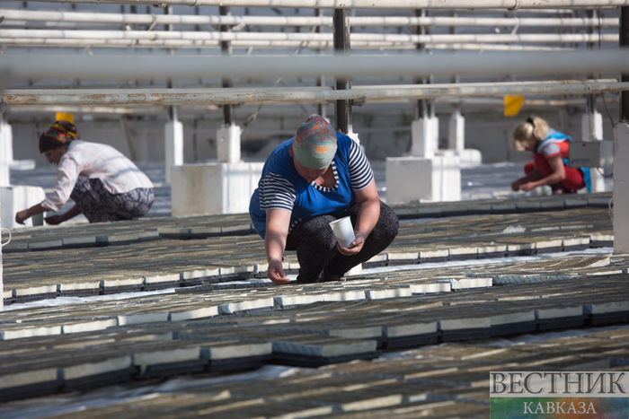 ����: vestikavkaza.ru