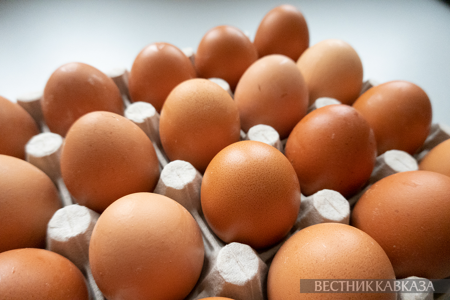 ����: vestikavkaza.ru