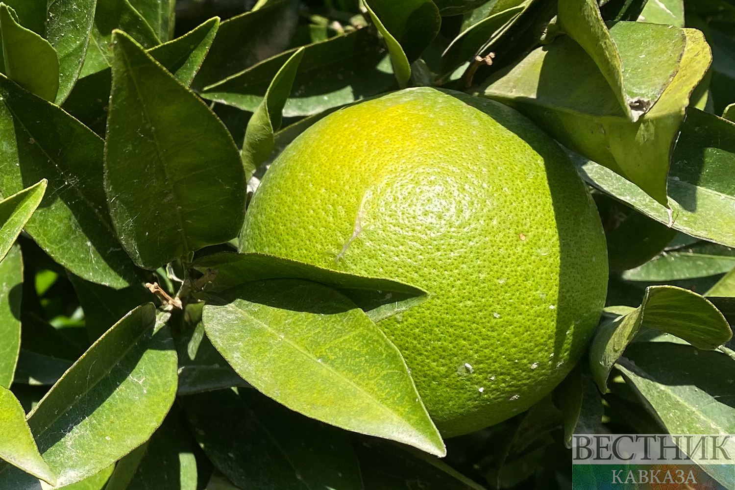 ����: vestikavkaza.ru