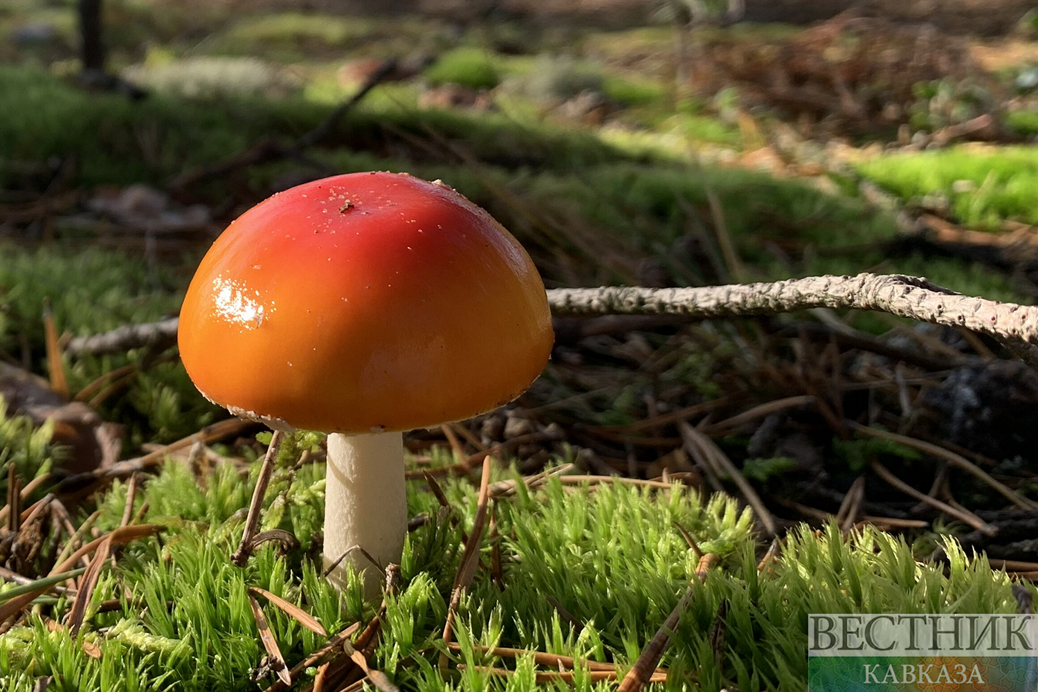 ����: vestikavkaza.ru