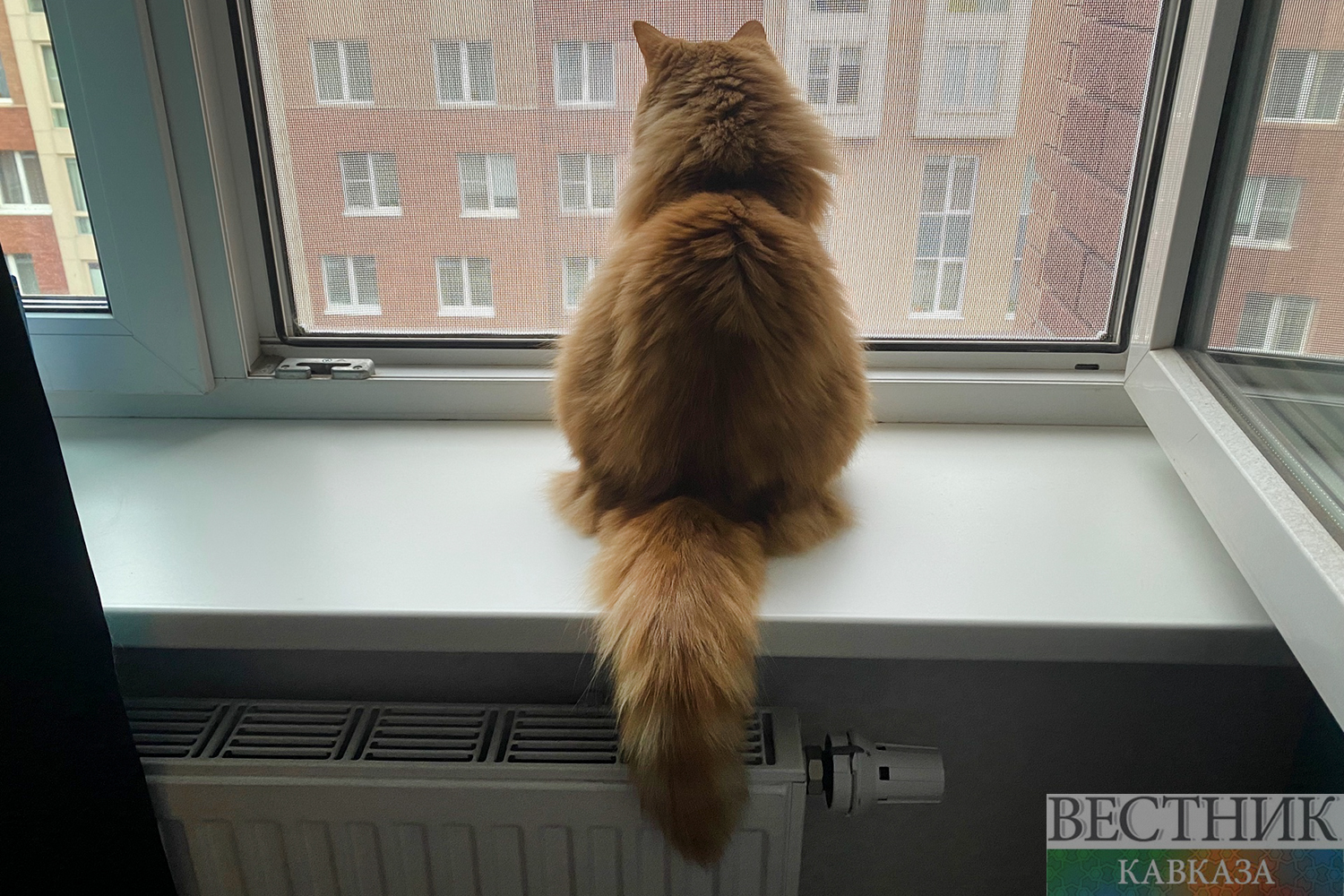 ����: vestikavkaza.ru