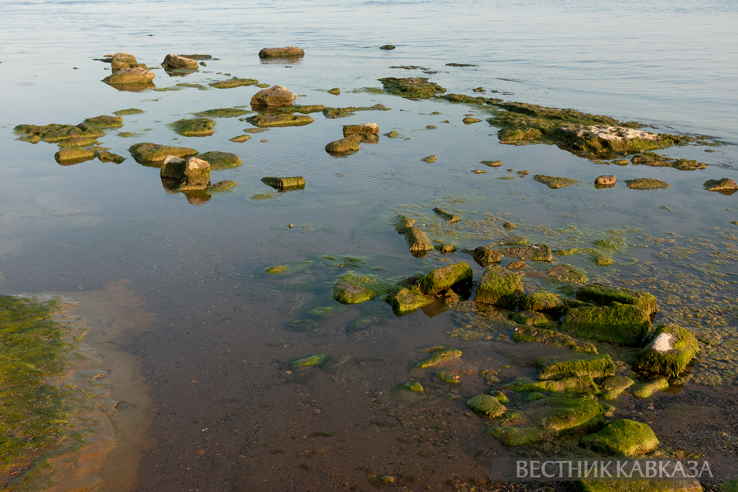����: vestikavkaza.ru